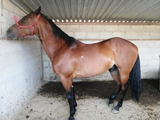  Passeggiata a cavallo 