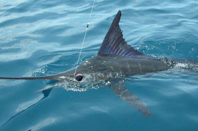  Vai in mare aperto e cattura il pesce spada