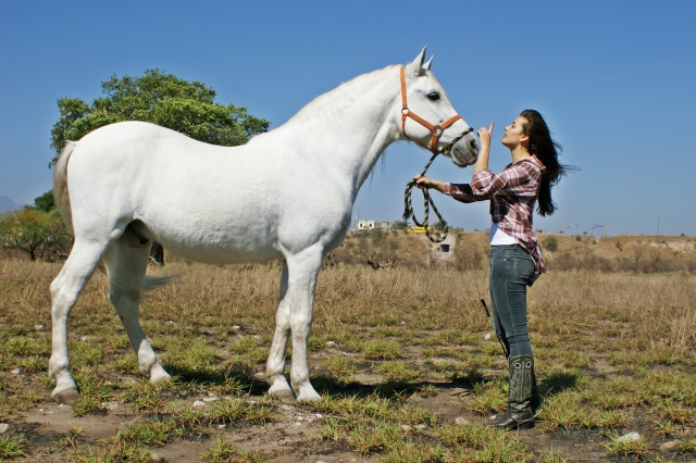 Conociendo al caballo