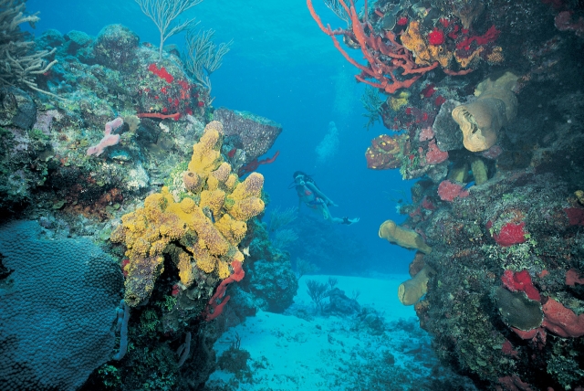  Diving practice in Mazatlán 