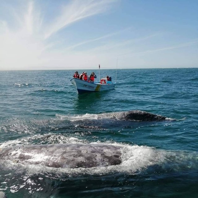 Vive la experiencia de estar cerca de una ballena azul en Guerrero negro