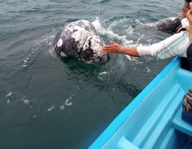 Ten la oportunidad de sentir una ballena con tus propias manos