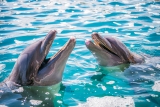 Nager avec les dauphins à Ixtapa Zihuatanejo 2 heures