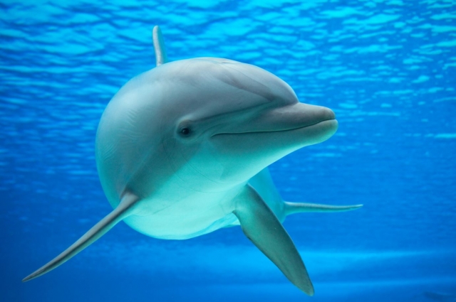  Nager avec les dauphins à Ixtapa 