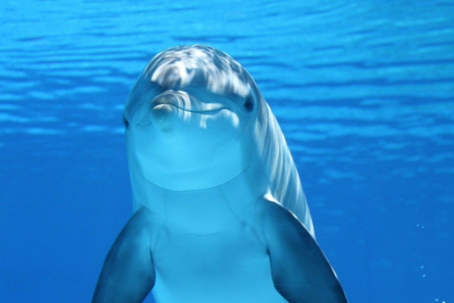  Nager avec les dauphins 