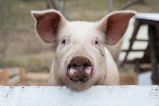  Beau petit cochon à la ferme 