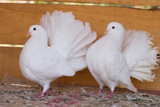  Oiseaux de la ferme 