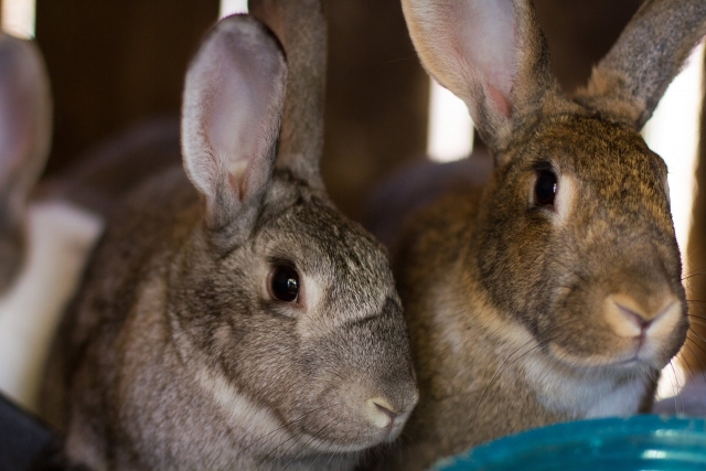  Lapins de la ferme 