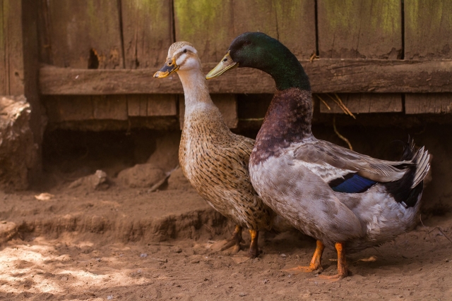  Beaux canards 