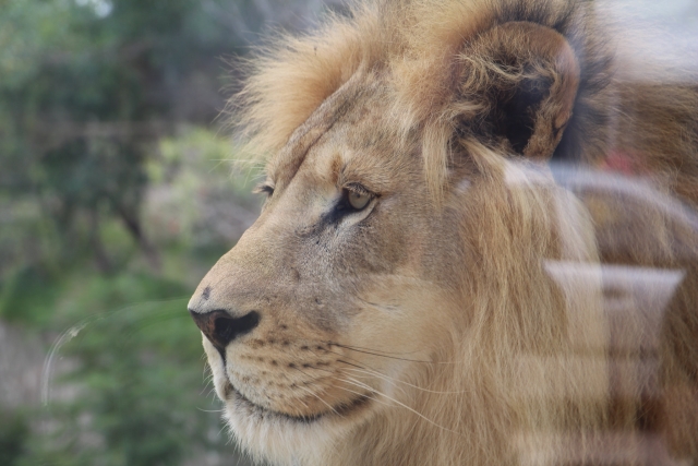 El rey de la selva