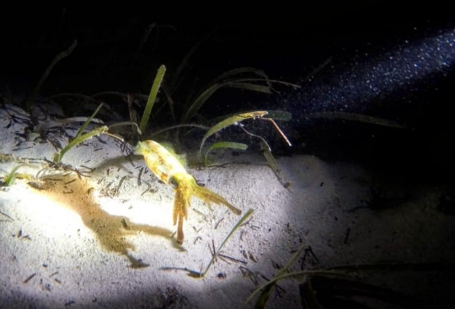 nightdive2