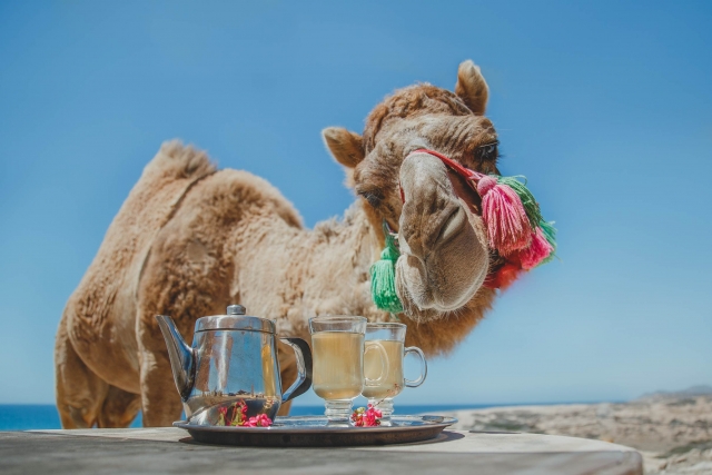  Enjoy a Buffet on the seashore 