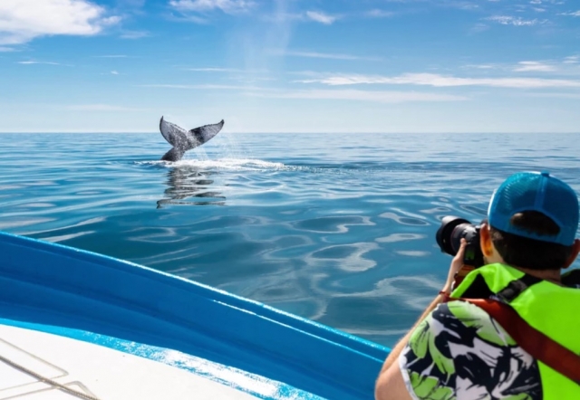  Prendilo come una souvenir di una delle migliori foto di balene