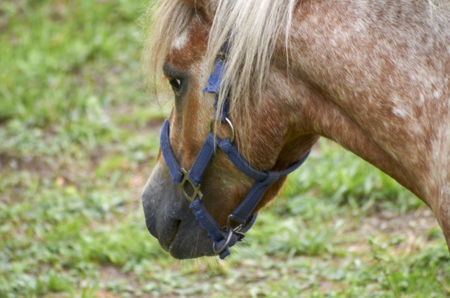 Horseback riding tour 
