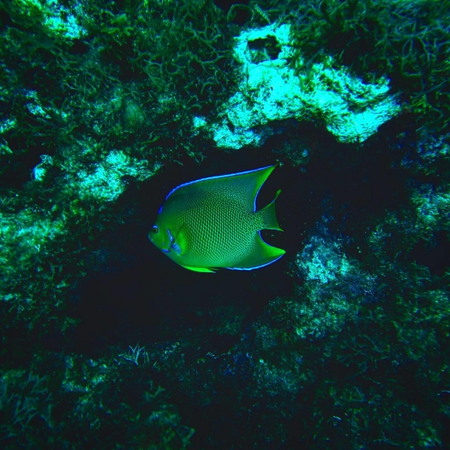  Vie marine 