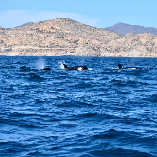  Observation de baleines 