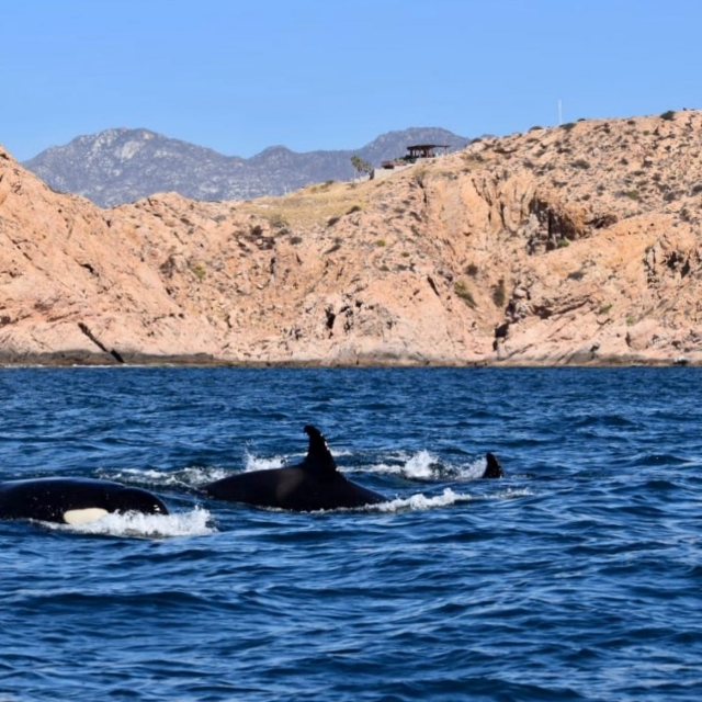  Recherche de baleines 