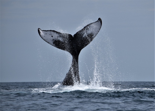  Queue de baleine 