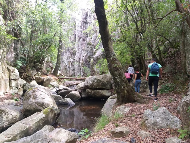  Tours through the forest 