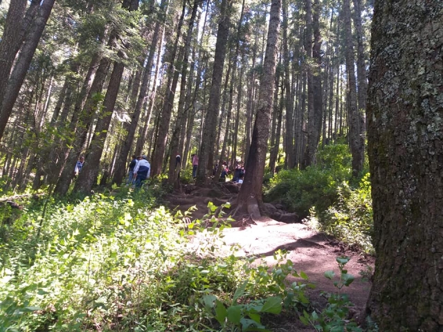  Walking through the forest 