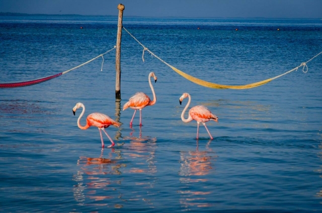  Flamingos im Meer 