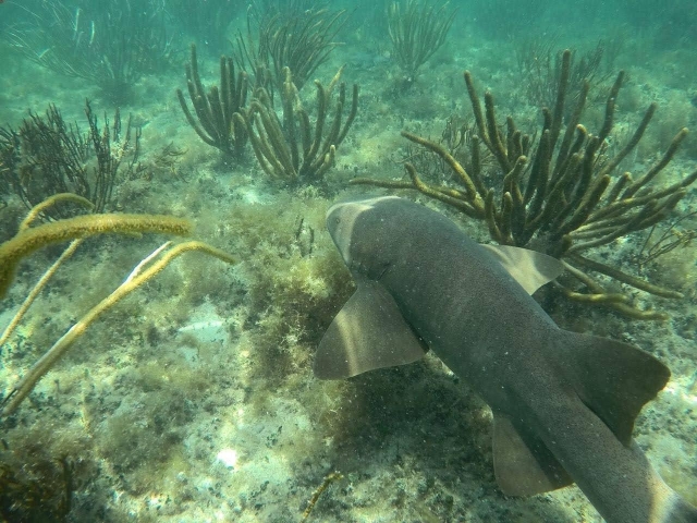  Snorkeling 