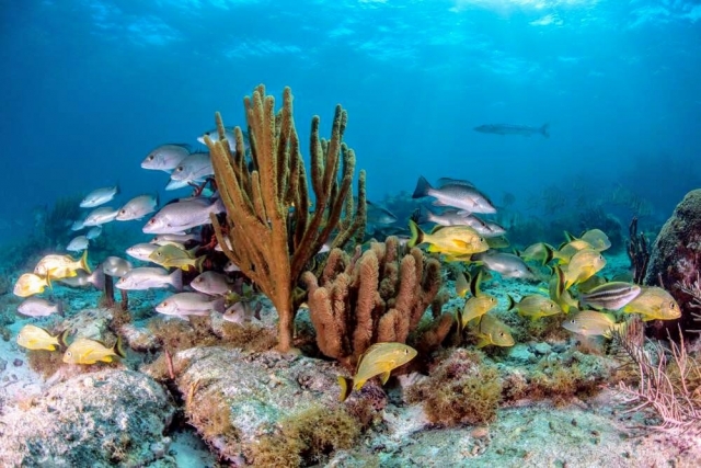 Paraíso bajo el mar