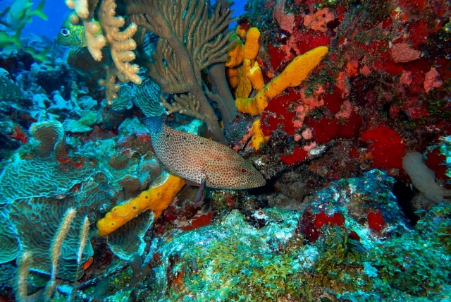Peces y corales