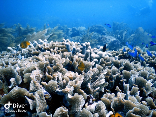  Barriere coralline dei Caraibi 