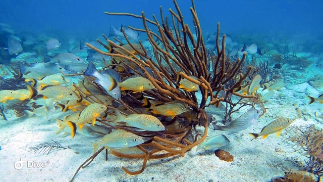  Natura marina
