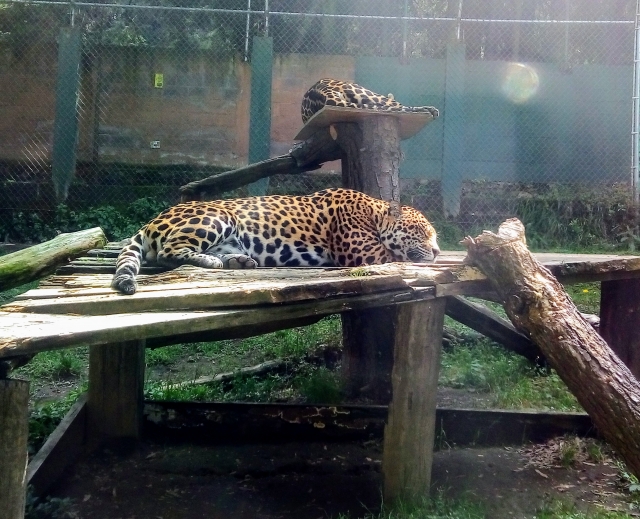Jaguar descansando