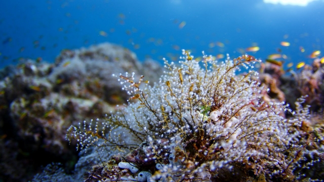 Marine treasures 