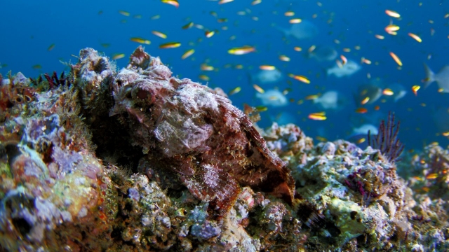  Reef and schools of fish 
