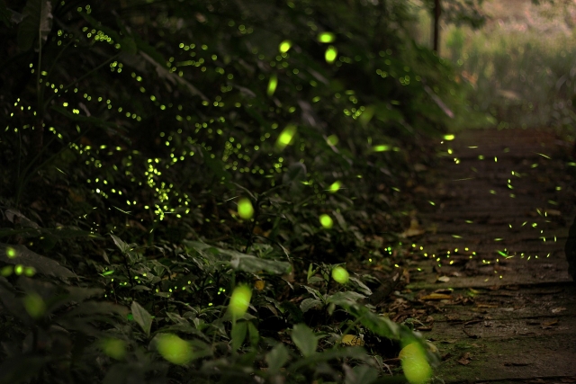  Fireflies in the forest 