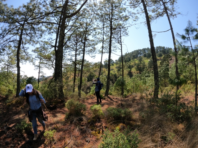 Den Wald erkunden 