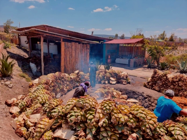  Fare il mezcal 