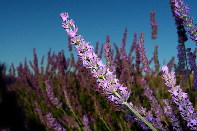  Lavendel 
