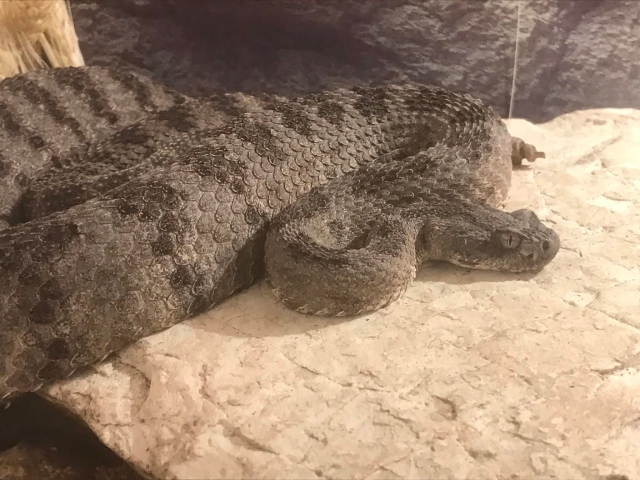  Serpenti a sonagli 