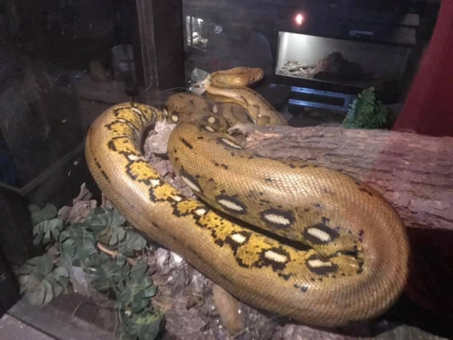  Serpenti e pitoni