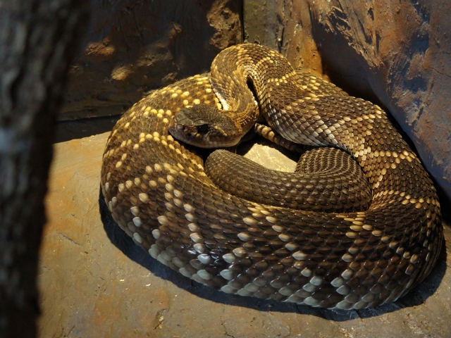  Tipo di serpente 