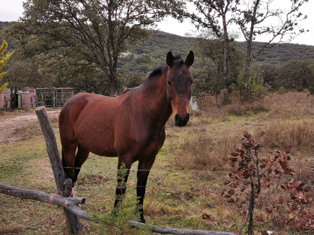Cavalli nel bosco 
