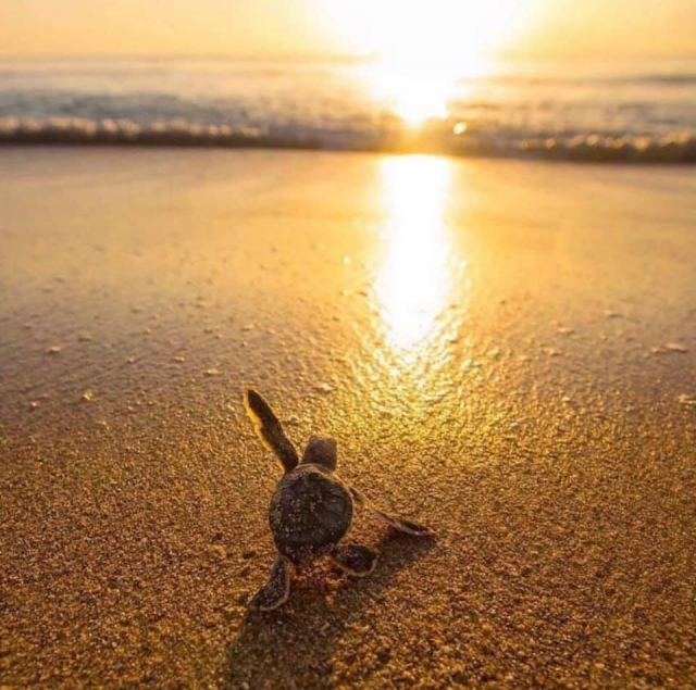 tortuguita en la playa