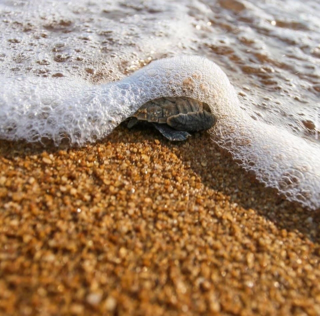 Mar y tortugas