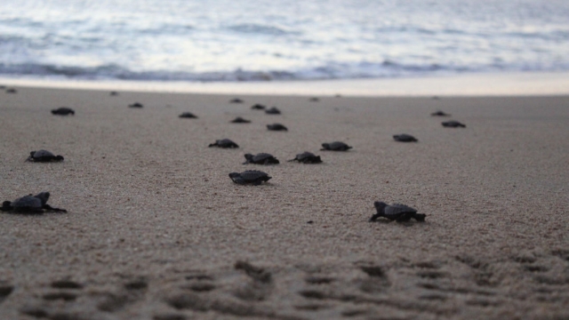 Tortuguitas marinas