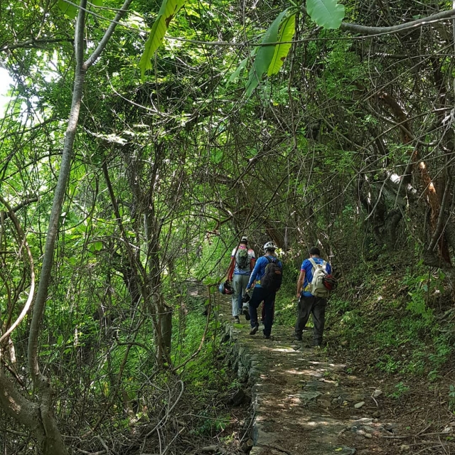  Walk through the jungle 