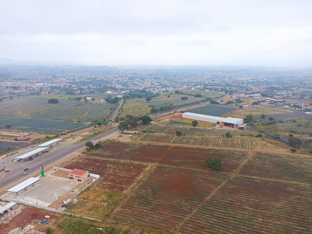  Agave Fields 