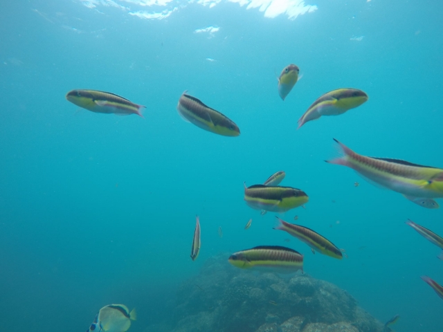 Encontrando peces