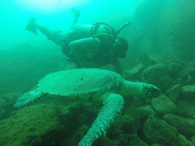  Immersione con tartaruga marina 