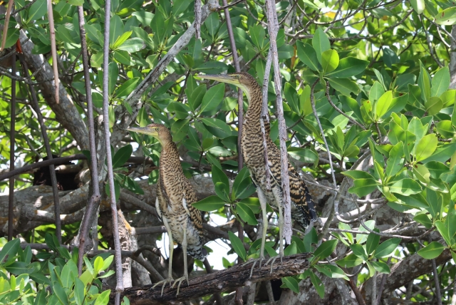  Birds among mangroves 