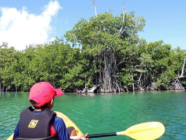  Heading to the mangrove